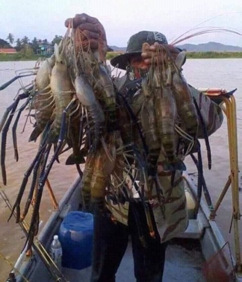 Udang Lobster (Foto Ist)