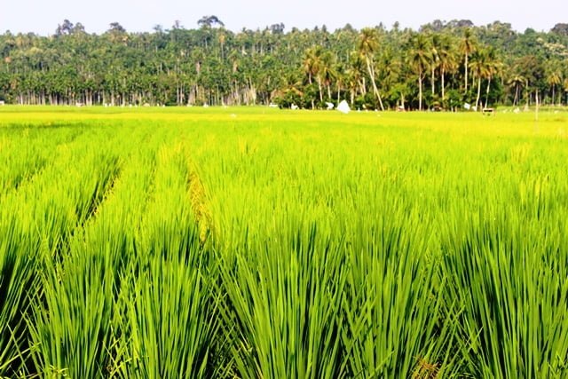Tanaman Padi - Foto: rif