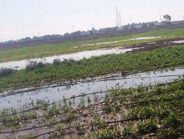 Sektor Pertanian (Foto: Arrahmah)