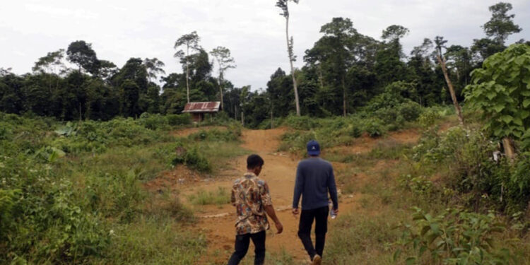 Kawasan Hutan Lindung Lauser di wilayah Aceh Utara, poto dok.MaTA