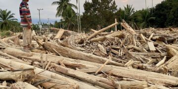 Tumpukan gelondongan kayu di Geudumbak, kecamatan Langkahan, Aceh Utara. poto milik ajnn